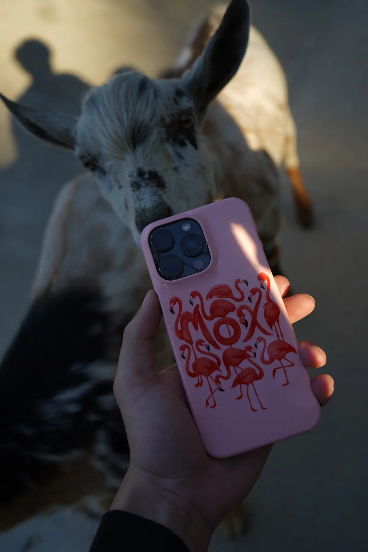 Moxi Flamingo Phone Case 3